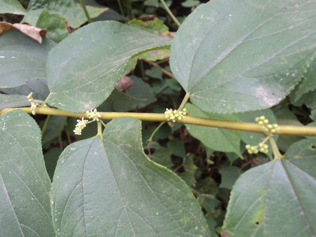 Trema orientale (L.) Blume